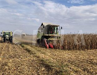 ВИСОКИ ПРИНОСИ КУКУРУЗА МОГУЋИ И У СУШНИМ ГОДИНАМА