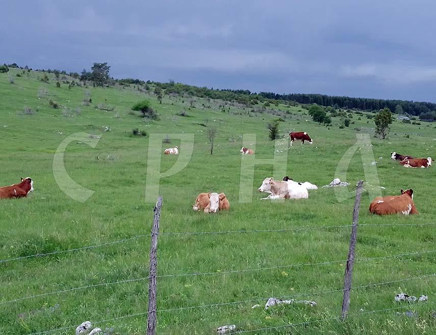 SOKOLAC, JUNE 16 /SRNA/ - Members of the "Blago Romanije" Association from Sokolac delivered 3.5 million liters of raw milk to dairies last year, making them the leading producers in the Sarajevo-Romanija region, the association’s president, Saša Kapović, told SRNA.