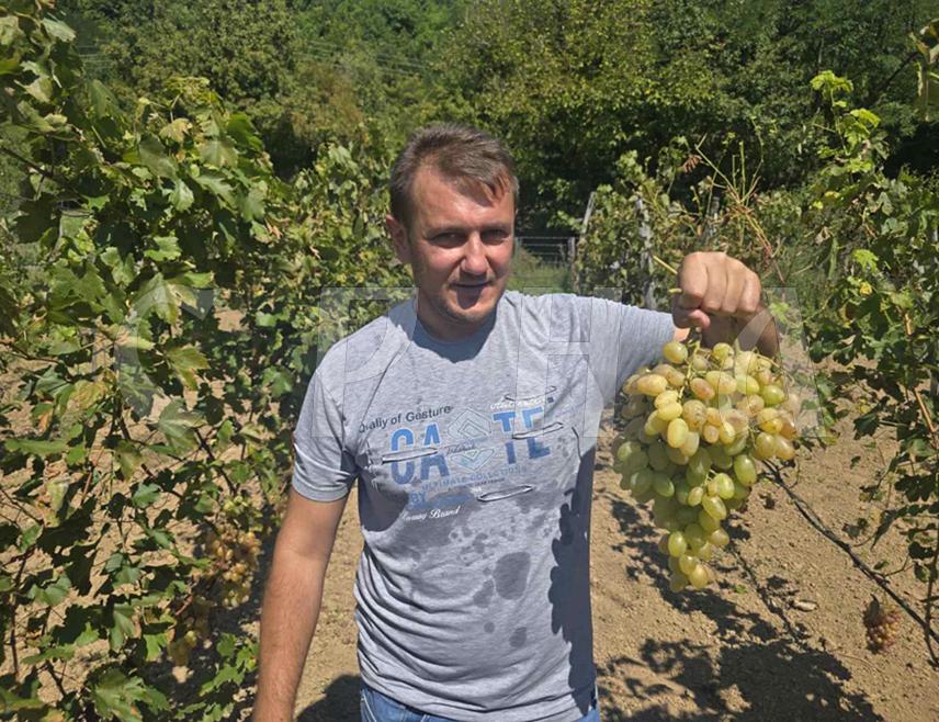 ФОЧА, 11. СЕПТЕМБРА /СРНА/ - На десној обали Ћехотине, око седам километара узводно од Фоче, налази се по много чему необичан и јединствен виноград са руским и украјинским сортама грожђа који је из знатижеље и хобија подигао велики заљубљеник у виноградарство Сребренко Кунарац.