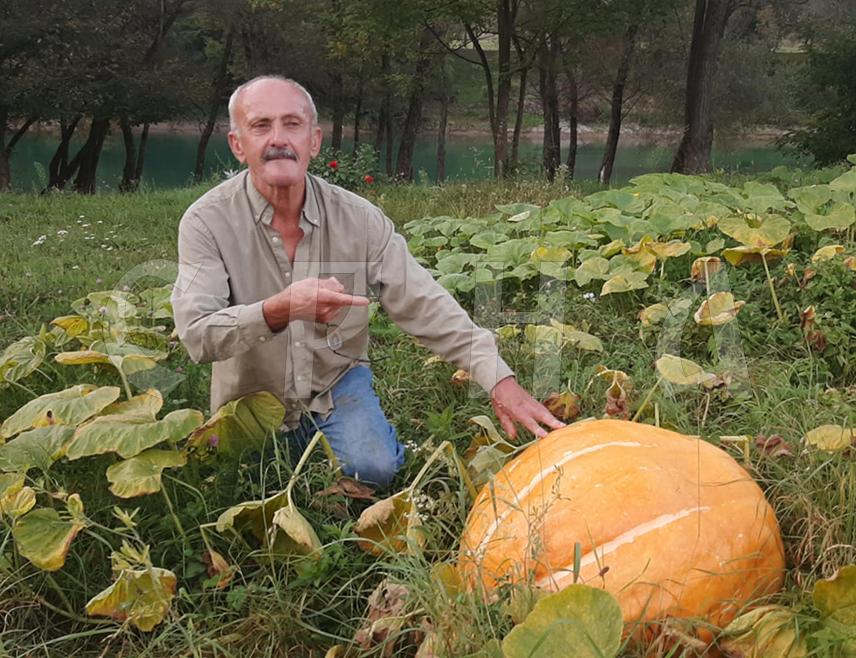 ФОЧА, 26. СЕПТЕМБРА /СРНА/ - Оранице у долини Дрине у фочанској општини и ове јесени украшене су великим бундевама јарких боја, а тако је и на имању Мила Вишњића у селу Доња Јошаница гдје досежу и до 70 килограма.