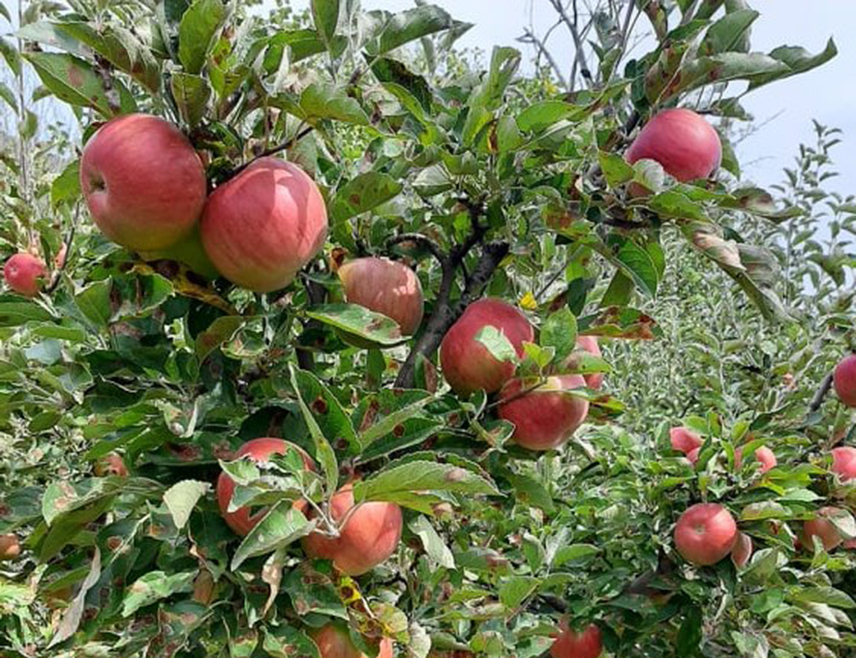 БАЊАЛУКА, 7. ОКТОБРА /СРНА/ - У Републици Српској при крају је берба јабуке, род и квалитет лошији су од очекиваног, а цијена у маркетима нереално висока, изјавио је Срни предсједник Удружења воћара Републике Српске Драгоја Дојчиновић.