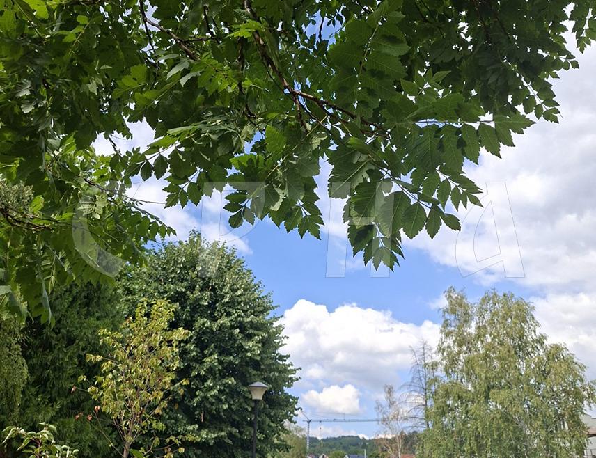 ИСТОЧНО САРАЈЕВО, 10. НОВЕМБРА /СРНА/ - У Републици Српској и Федерацији БиХ /ФБиХ/ сутра током већег дијела дана биће претежно облачно, са максималном дневном температуром до 16 степени Целзијусових.