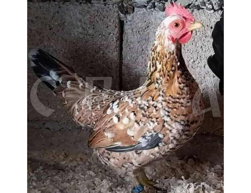 ДОБОЈ, 16. НОВЕМБРА /СРНА/ - Патуљаста кока џуџа из Добоја на добром је путу да већ 2027. године буде призната као аутохтона врста од стандард комисије Европског савеза за узгој и заштиту ситних животиња, рекао је Срни секретар добојског Друштва за узгој и заштиту ситних животиња "Добојски одгајивач" Адис Ајановић.