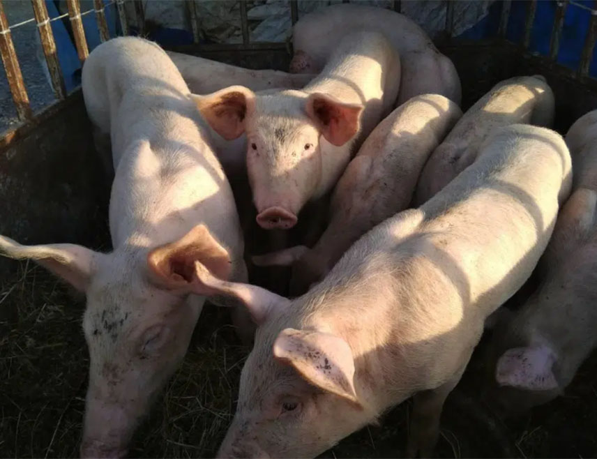 МАДРИД, 28. НОВЕМБРА /СРНА/ - Афричка куга свиња регистрована је у Шпанији први пут након 30 година, саопштено је из Министарства пољопривреде.