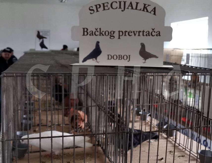 ДОБОЈ, 7. ДЕЦЕМБРА /СРНА/ - У Добоју је одржана 17. међуградска изложба ситних животиња у оквиру које су уприличене специјалне изложбе голубова Бачког превртача и коке џуџе.