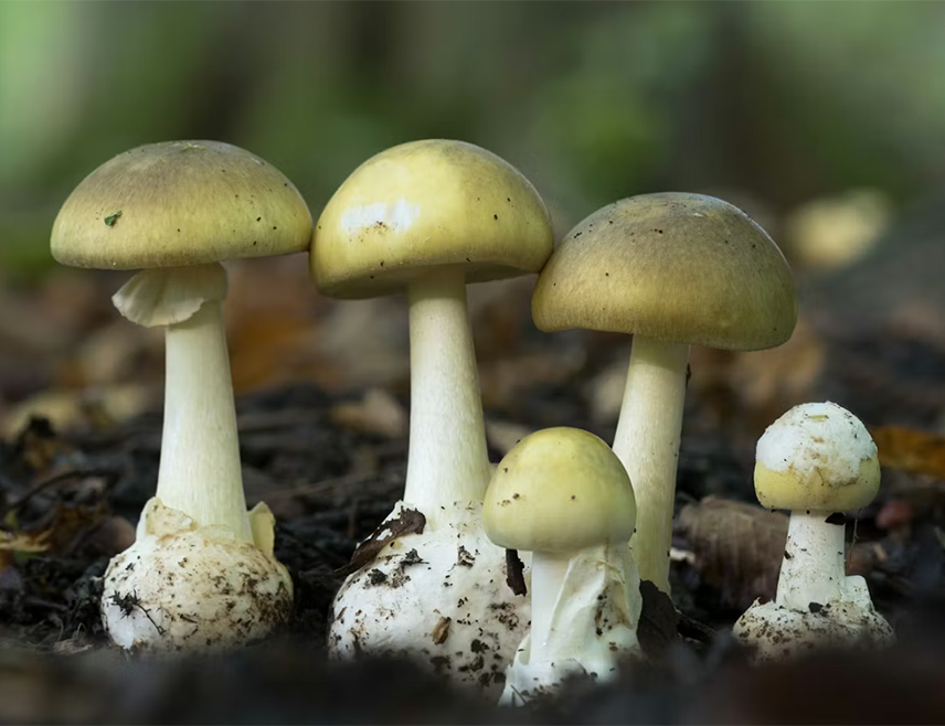 САН ДИЈЕГО, 7. ДЕЦЕМБРА /СРНА/ - Једна особа је преминула у Калифорнији усљед тровања дивљим печуркама, а више њих је претрпјело оштећења јетре, међу којима су и дјеца, преноси "Си-Би-Ес њуз".