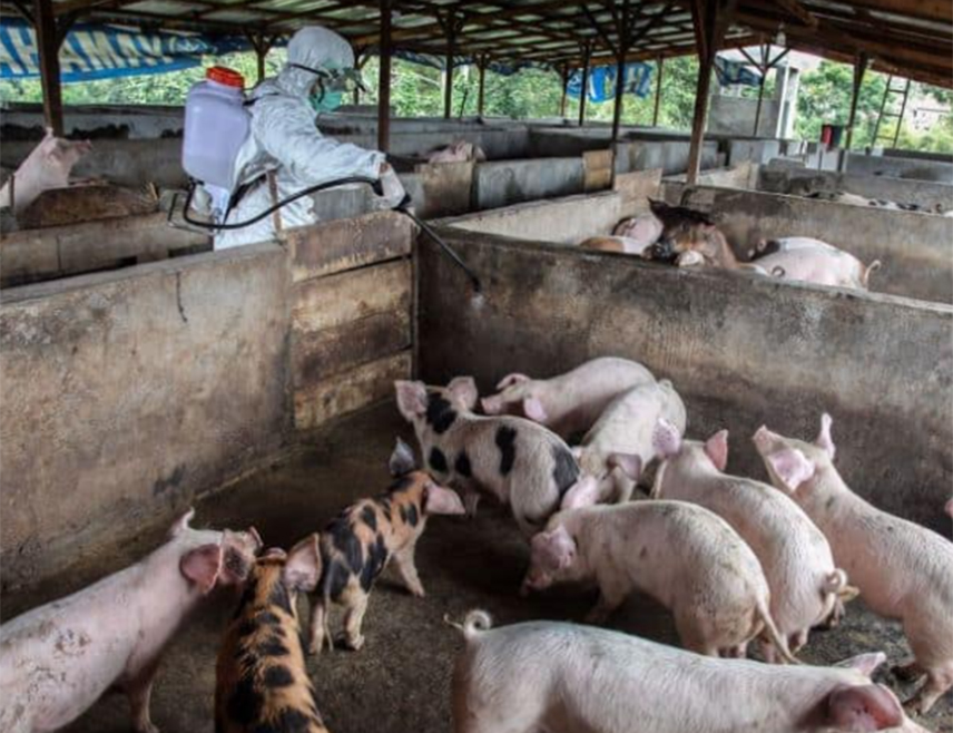 МАДРИД, 7. ДЕЦЕМБРА /СРНА/ - Шпанске власти које истражују избијање афричке куге свиња у Каталонији испитују могућност да је болест процурила из истраживачког центра и фокусиране су на пет оближњих лабораторија као потенцијалне изворе.