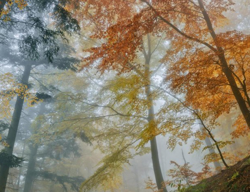 БАЊАЛУКА, 11. ДЕЦЕМБРА /СРНА/ - У Републици Српској и Федерацији БиХ /ФБиХ/ на сјеверу и истоку магла и ниски облаци задржаваће се већи део дана, док ће у осталим предјелима бити претежно сунчано уз пролазну облачност.