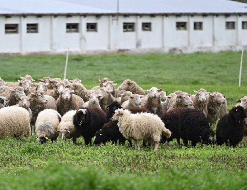 БАЊАЛУКА, 15. ДЕЦЕМБРА /СРНА/ - У Републици Српској куга малих преживара није потврђена, нити је било сумње на ову болест, али с обзиром на недавни случај у Хрватској, предузете су мјере превенције појаве ове заразне болести, рекао је Срни помоћник министра за ветеринарство Републике Српске Негослав Лукић.