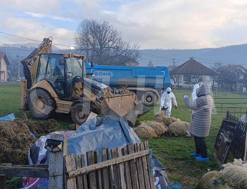 ПАЛЕ, 19. ДЕЦЕМБРА /СРНА/ - У општини Источна Илиџа еутаназирано је једно стадо оваца због бруцелозе, која је потврђена протекле седмице, рекао је Срни директор "Зоо-вета" на Палама Бранислав Галић.
