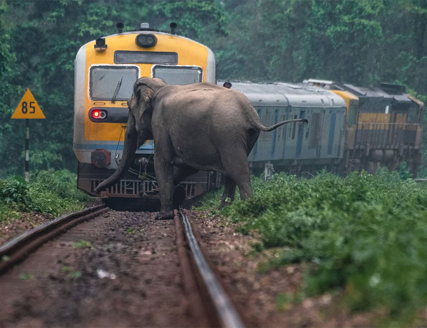 ГУВАХАТИ, 20. ДЕЦЕМБРА /СРНА-Ројтерс/ - Воз је ударио у крдо слонова на сјевероистоку Индије и том приликом седам их је настрадало, а један је повријеђен, рекао је шеф окружне полиције В. В. Ракеш Реди.