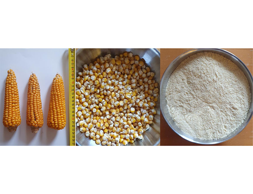 САРАЈЕВО, 22. ДЕЦЕМБРА /СРНА/ - Удружење грађана "Произвођачи кукуруза клечка - поповопољца" из Требиња поднијело је Агенцији за безбједност хране БиХ захтјев за регистрацију ознаке поријекла за ову врсту кукуруза као прехрамбеног производа.