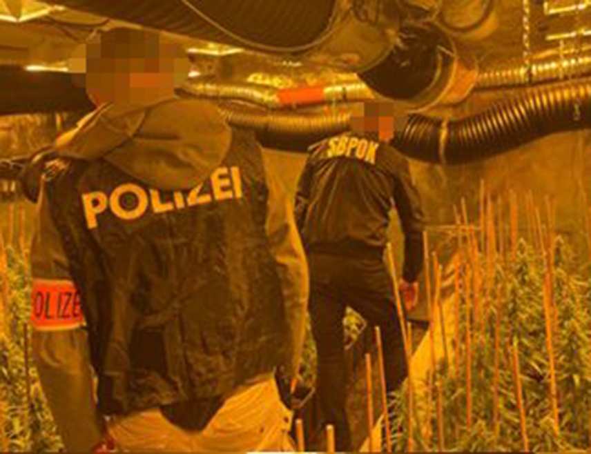 БЕОГРАД, 25. ДЕЦЕМБРА /СРНА/ - Девет чланова организоване криминалне групе ухапшено је у Београду, Бору, Бечу и у Мадриду, откривене су три лабораторије за производњу марихуане и заплијењено је 75 килограма ове дроге.