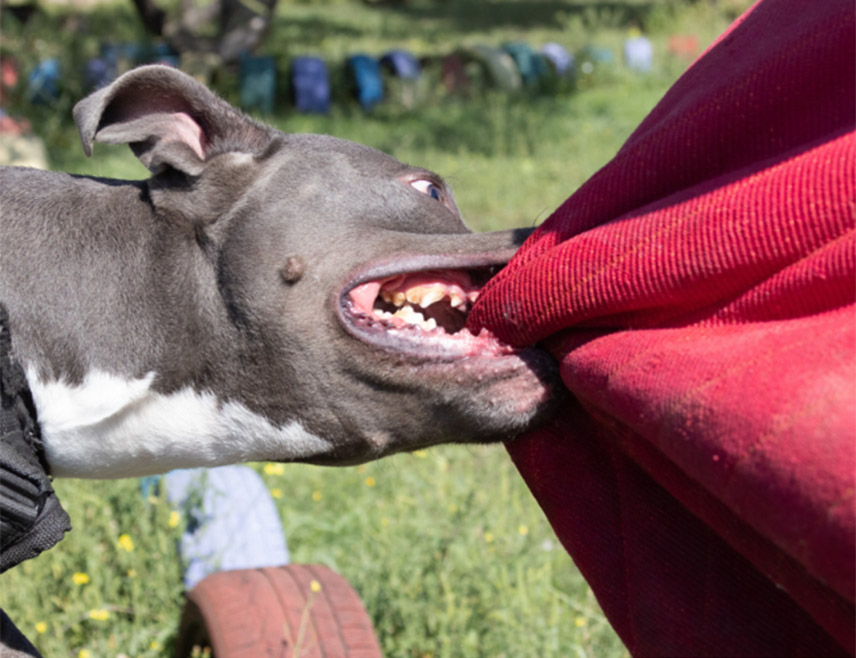 ДОБОЈ, 27. ЈАНУАРА /СРНА/ - Малољетно лице у Теслићу је угризао пас, чијем власнику је на терет стављено кривично дјело изазивање опште опасности.