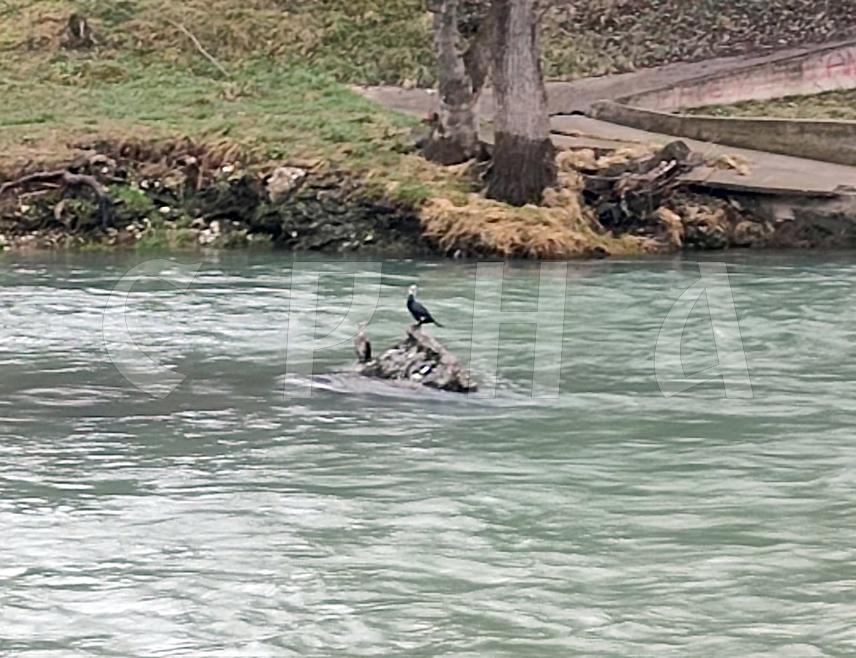 БАЊАЛУКА, 2. ФЕБРУАРА /СРНА/ - Ријеку Врбас су, судећи према јутрошњим фотографијама забиљеженим на потезу код градског моста, и ове зиме населила јата прождрљивих корморана који пустоше и десеткују рибљи фонд ове зелене љепотице и њених притока.
