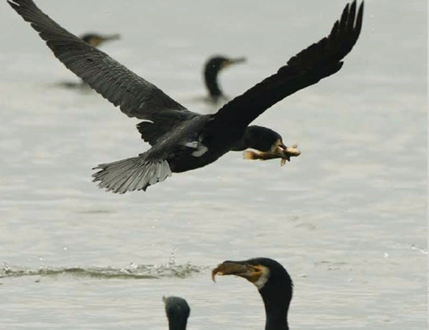 БАЊАЛУКА, 5. ФЕБРУАРА /СРНА/ - Представници Друштва за истраживање и заштиту биодиверзитета Бањалука демантовали су тврдње Организације спортских риболоваца да корморани пустоше и угрожавају рибљи фонд у ријеци Врбас и њеним притокама, те указали да проблем рибљег фонда има шири контекст.