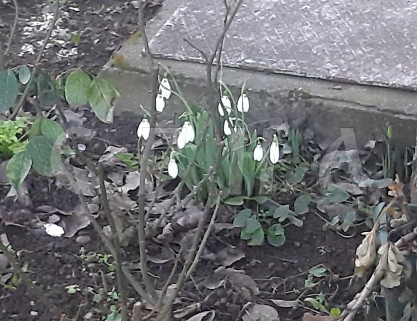 БЕОГРАД, 6. ФЕБРУАРА /СРНА/ - Прве висибабе појавиле су се у баштама кућа у Учитељском насељу у Београду - као најава топлијег времена и прољећа, иако календарски зима још траје.