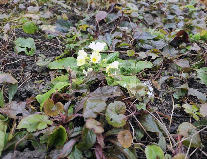 БАЊАЛУКА, 11. ФЕБРУАРА /СРНА/ - У центру Бањалуке, на травњацима у близини Народне скупштине Републике Српске и другим зеленим површинама процвјетала је јагорчевина - један од вјесника прољећа које календарски долази тек 21. марта.