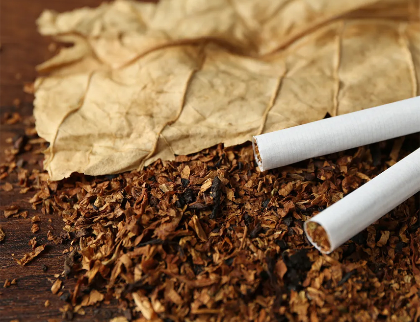 БИЈЕЉИНА, 12. ФЕБРАРА /СРНА/ - Просјечан принос дувана на подручју Семберије и Посавине у прошлој години био је око двије тоне по хектару, квалитет је био бољи у односу на претходне године, а нова производња планирана је на прошлогодишњем нивоу, рекао је директор бијељинског предузећа "Дуван" Чедо Готовчевић.