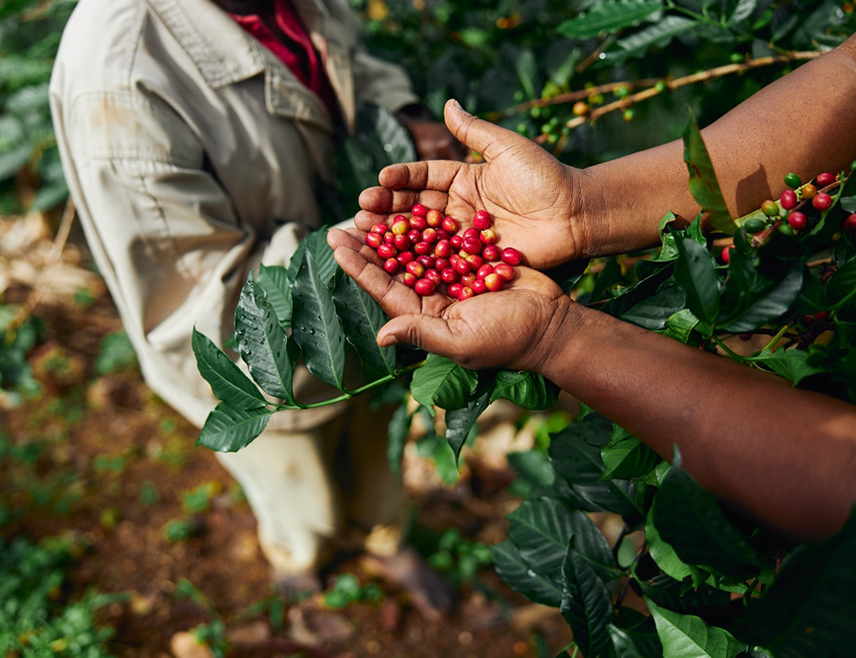 БЕРЛИН, 18. ФЕБРУАРА /СРНА/ - Кључни региони у којима се узгаја кафа сваке године доживљавају све више врућих дана изазваних климатским промјенама, што смањује приносе и повећава цијену, наведено је у најновијој студији истраживачке групе "Клајмат сентрал".