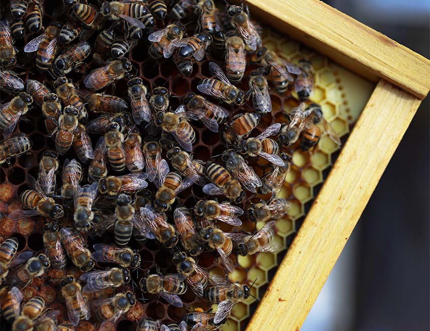 БАЊАЛУКА, 19. ФЕБРУАРА /СРНА/ - Предсједник Савеза удружења пчелара Републике Српске Дарко Марковић рекао је да је прошле године евидентирано 10.000 пчелињих заједница мање у односу на 2024. годину, па је неопходно осмислити стратешке мјере како би се овај тренд зауставио.