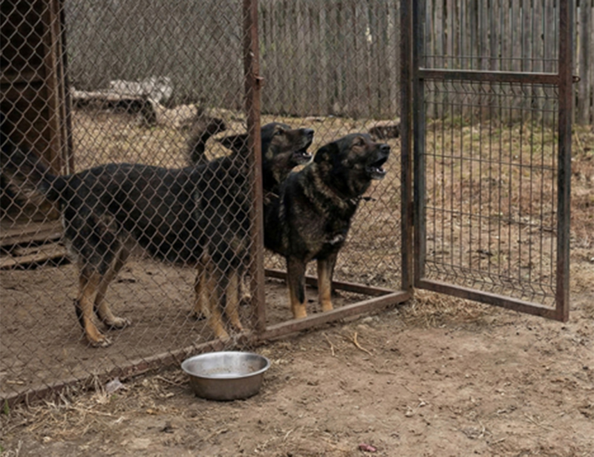 СОЛИН, 25. ФЕБРУАРА /СРНА/ - Два пса, која су побјегла из бокса, напала су и повриједила оца, његову кћерку и још једну малољетницу у Солину.