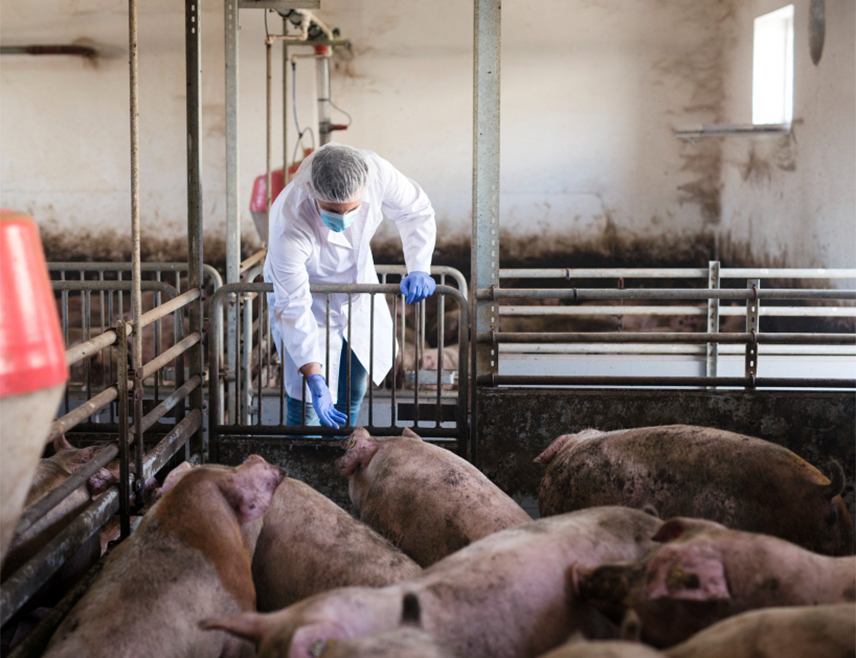 БАРСЕЛОНА,  27. ФЕБРУАРА /СРНА/ - Каталонска влада упозорила је Свjетску здравствену организацију на пренос вируса свињског грипа са особе на особу.