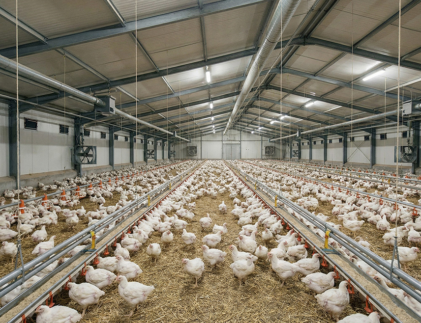 БАЊАЛУКА, 28. ФЕБРУАРА /СРНА/ - На фарми живине у насељу Карановац у општини Петрово потврђен је птичији грип, саопштено је из Министарства пољопривреде, шумарства и водопривреде Републике Српске.