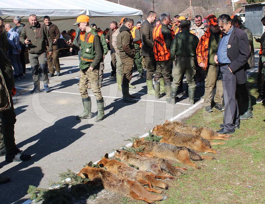 ЛОПАРЕ, 2. МАРТА /СРНА/ - У групном лову на предаторе на Мајевици у Лопарама одстријељене су четири лисице и три шакала и то је највећи одстрел у пет досадашњих окупљања које је организовало Ловачко удружење "Мајевица", заједно са ловним јединицама "Прибој" и "Бусија".