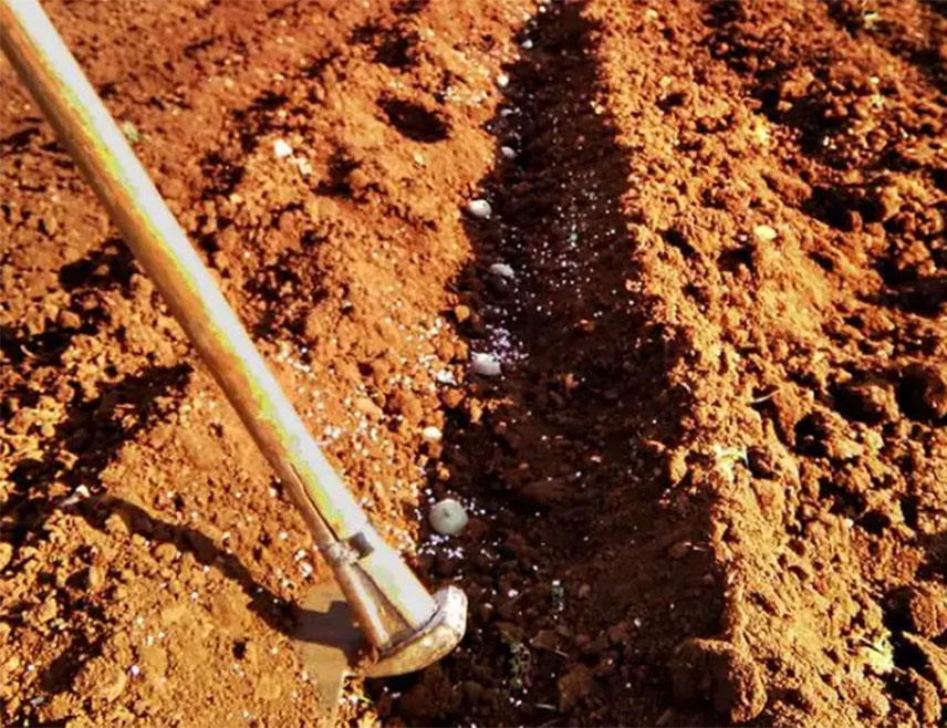 ЉУБИЊЕ, 9. МАРTА /СРНА/ - У Љубињу је почела садња лука која ће ове године бити на око 15 хектара, од чега ће познати љубињски бијели лук бити засађен на око пет хектара, речено је Срни у општини Љубиње.