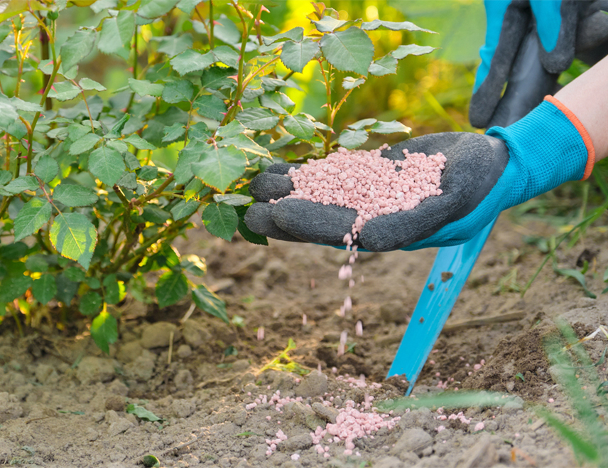 НОВИ ГРАД, 10. МАРТА /СРНА/ - Ратарима у приједорској регији предстоји прихрана стрних жита, једна од битних агротехничких мјера, а препорука је да користе минерална ђубрива на бази КАН-а, рекао је Срни виши стручни сарадник у канцеларији Ресора за пружање стручних услуга у пољопривреди у Приједору Душко Комненовић.