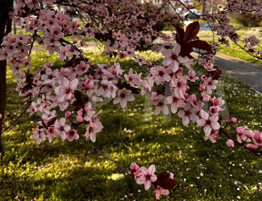 БАЊАЛУКА, 20. МАРТА /СРНА/ - За становнике сјеверне Земљине полулопте данас почиње прољеће.