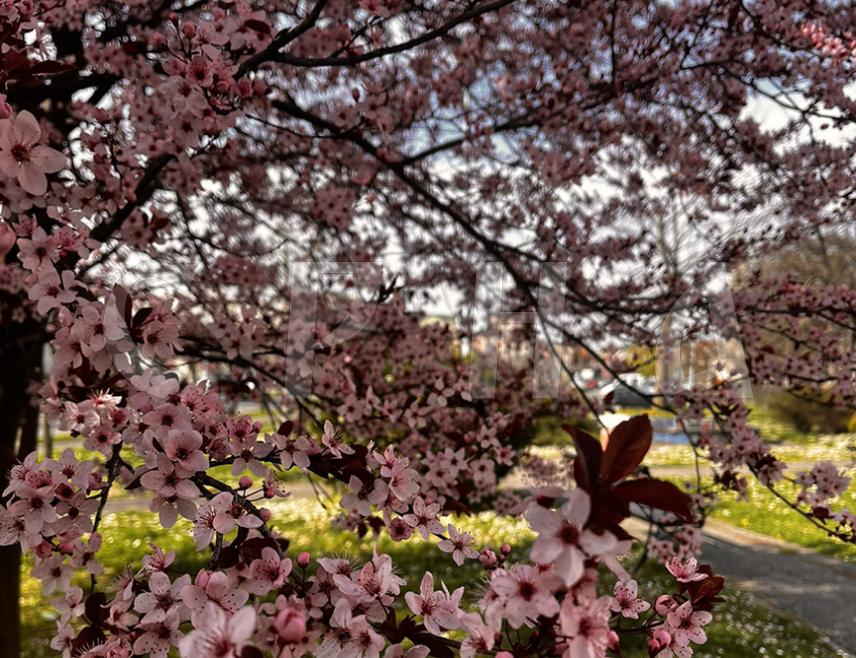БИЈЕЉИНА, 25. МАРТА /СРНА/ - У Републици Српској и ФБиХ данас се очекује претежно сунчано и топло вријеме, а увече наоблачење које ће у донијети промјену времена у наредним данима.
