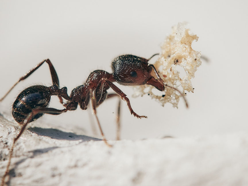 БЕРЛИН, 30. МАРТА /СРНА/ - Њемачки стручњаци упозорили су да се опасна врста азијског игличастог мрава шири у Европи и да то може да угрози људе и екосистеме.