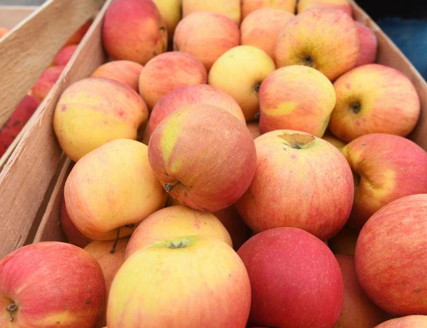 САРАЈЕВО, 15. АПРИЛА /СРНА/ - Руска Федерација одобрила је увоз јабука и крушака из Републике Српске на руско тржиште, почевши од овог мјесеца, саопштио је министар спољне трговине и економских односа у Савјету министара Сташа Кошарац.