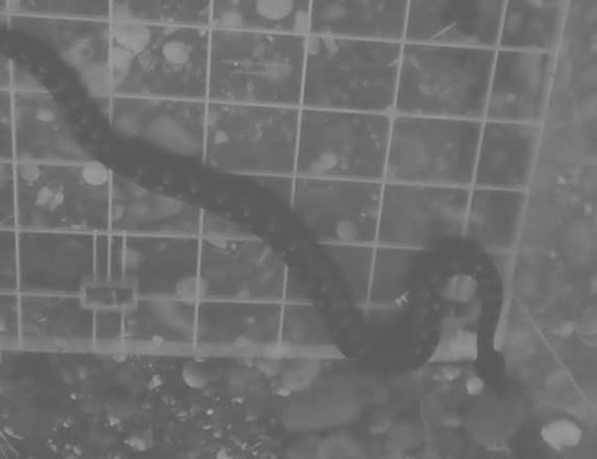 ЛОПАРЕ, 18. АПРИЛА /СРНА/ - У близини Основе школе "Свети Сава" у Лопарама ученици су уочили два поскока, најотровније змије на Балкану, саопштено је из општинске управе.