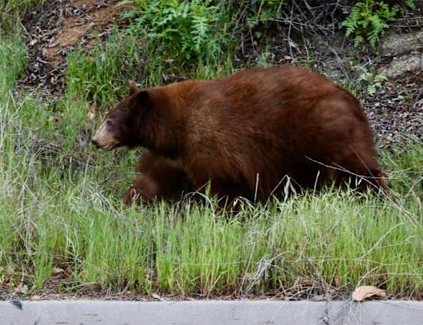 ТОКИО, 23. АПРИЛА /СРНА/ - Медвјед је напао локалног ватрогасца и полицајца у одвојеним инцидентима у посљедња два дана на сјеверу Јапана, током потраге за несталом особом, преносе данас јапански медији.