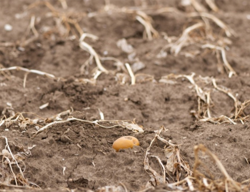 BRUSSELS, AUGUST 23 /SRNA/ - Farmers across the European Union have warned of sharp declines in crop yields after successive heatwaves swept across Europe this summer.