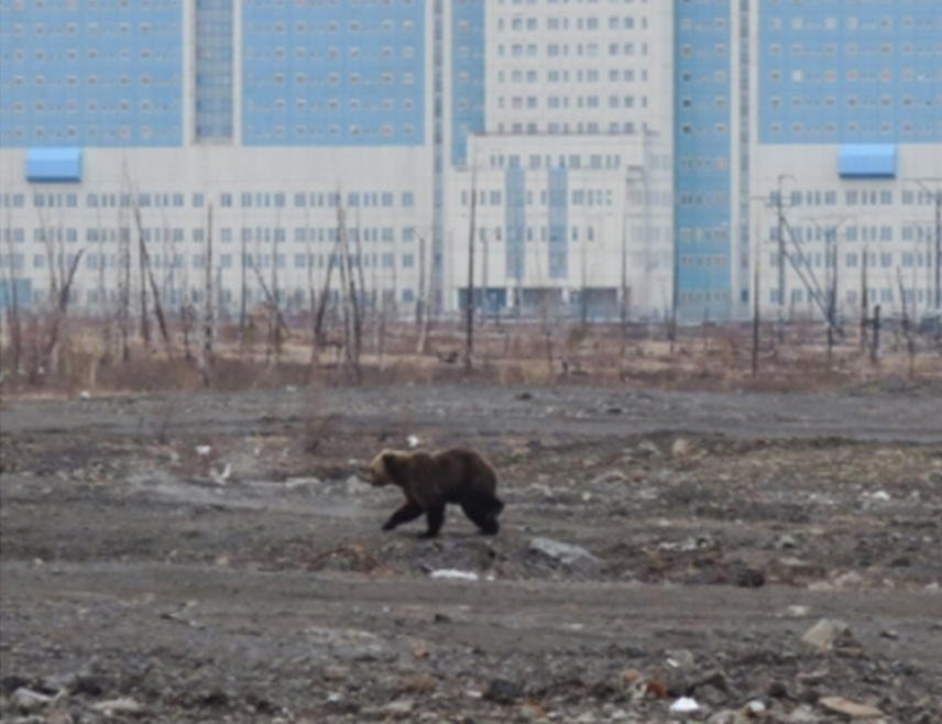 МОСКВА, 23. СЕПТЕМБРА /СРНА/ - Најмање шест особа је погинуло у нападима медвједа у руској области Краснојарск у Сибиру у протеклих мјесец дана, изјавили су данас неименовани званичници.